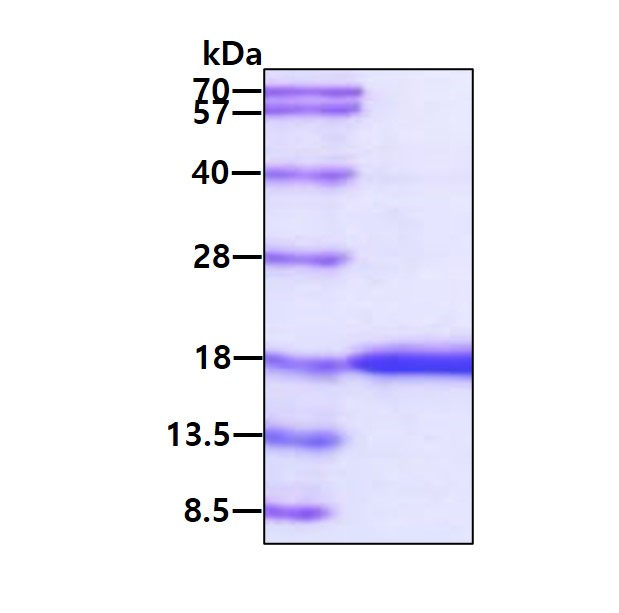 3 μg by SDS-PAGE under reducing condition and visualized by coomassie blue stain.